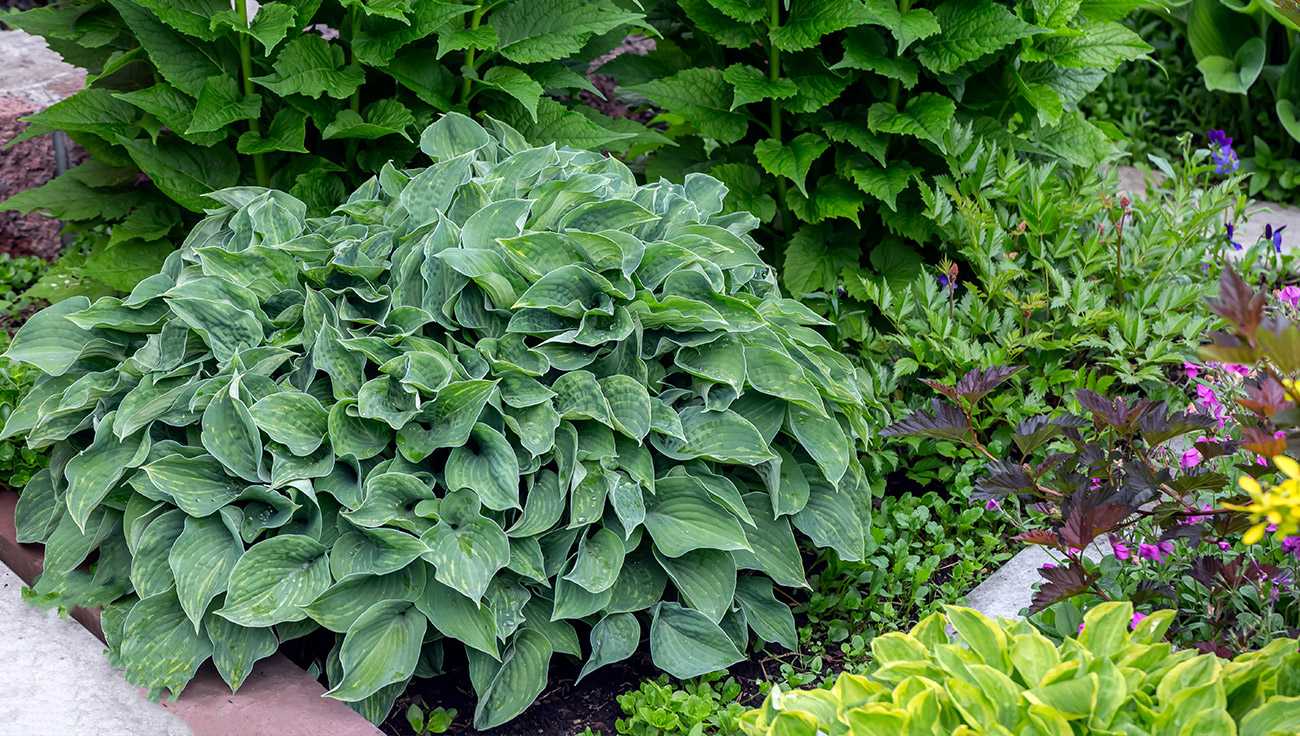 landscape-design-colibri-lawn-care