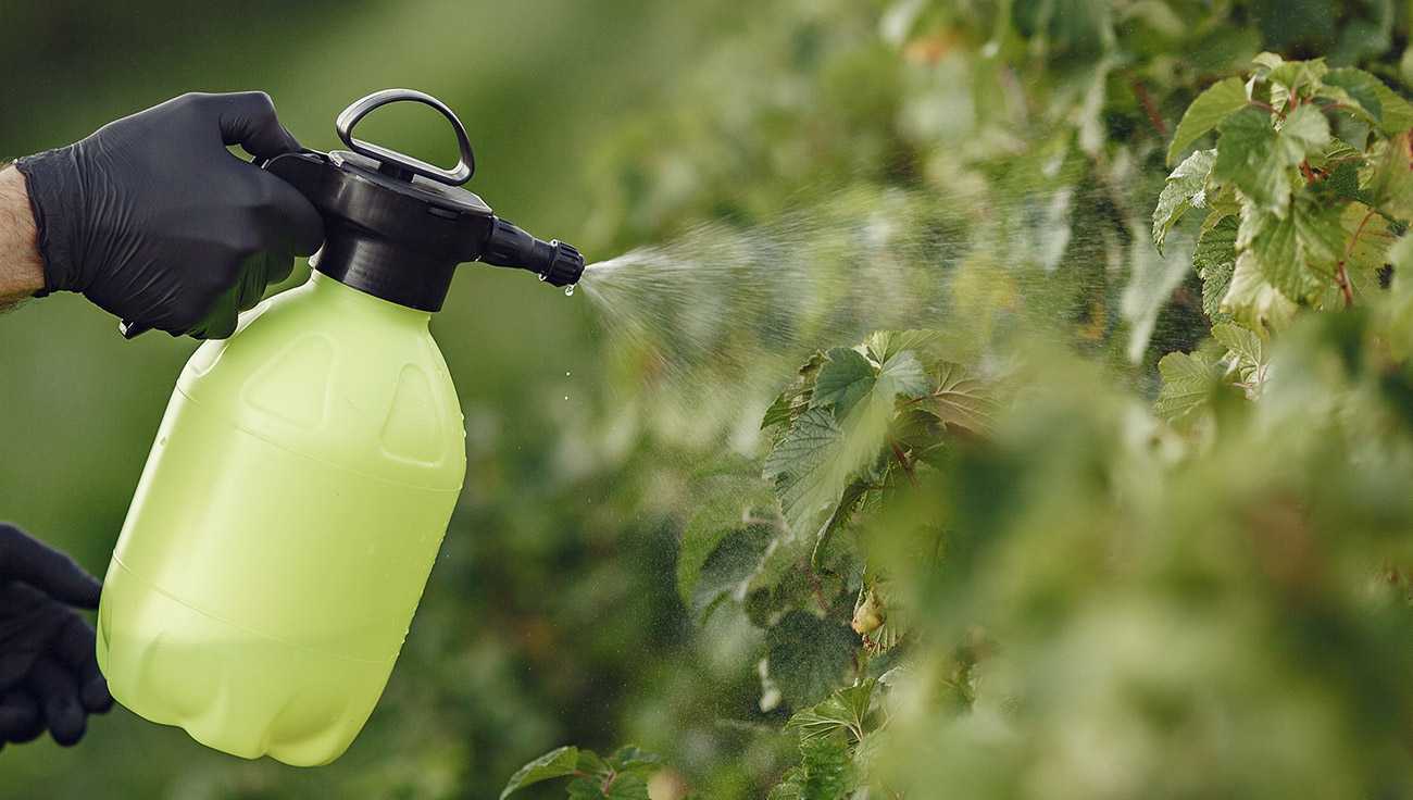 Lawn Care Specialist Fertilizing Lawn and Bushes Lawn Care Specialist Fertilizing Lawn and Bushes